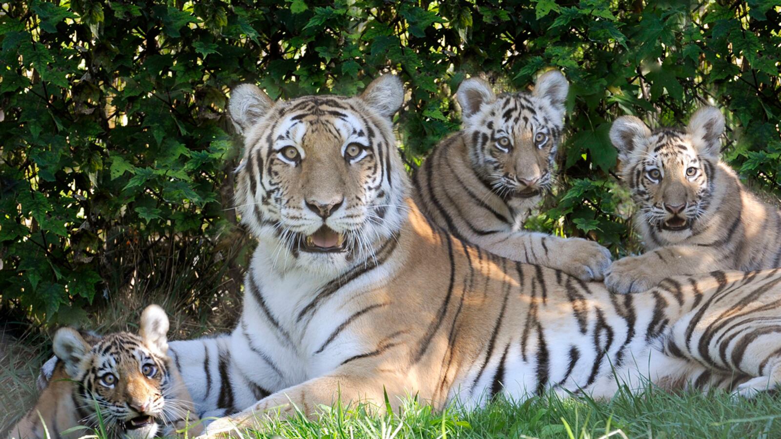 cheats/2012/09/21/man-mauled-by-tiger-at-zoo/tiger-mauling-bronx-zoo-cheat_shjxoa