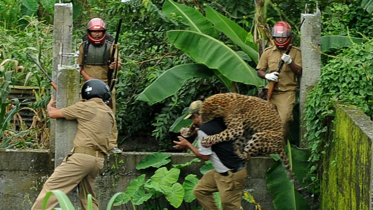 galleries/2011/07/20/leopard-attack-in-india/leopard-attack7_mdfrkf