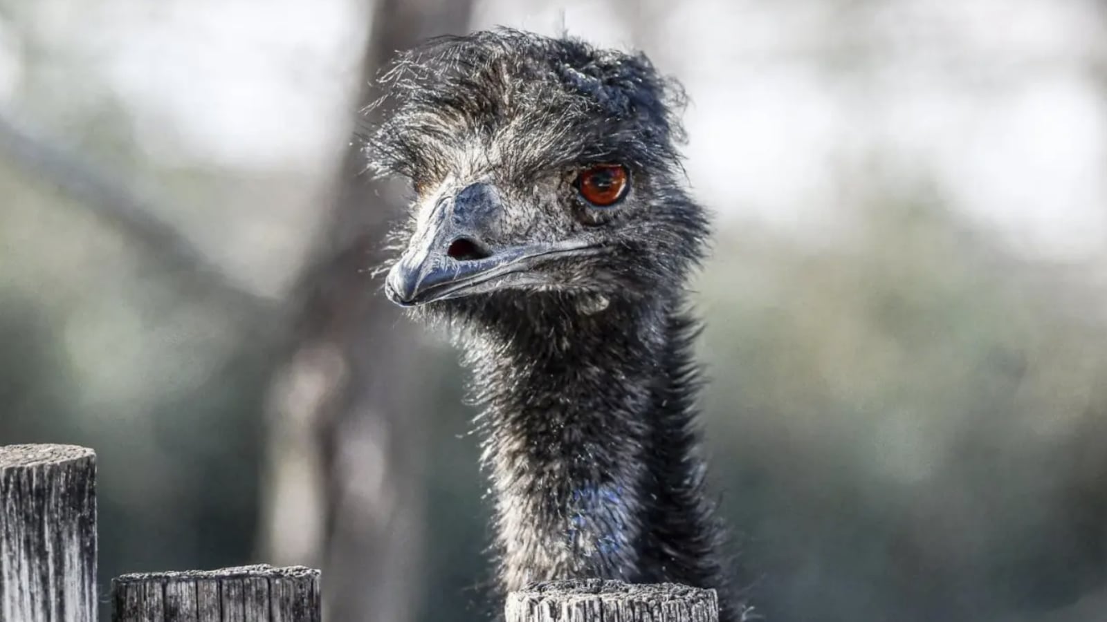 This undated photo provided by Dickerson Park Zoo shows an emu named Adam at the zoo in Springfield, Mo.
