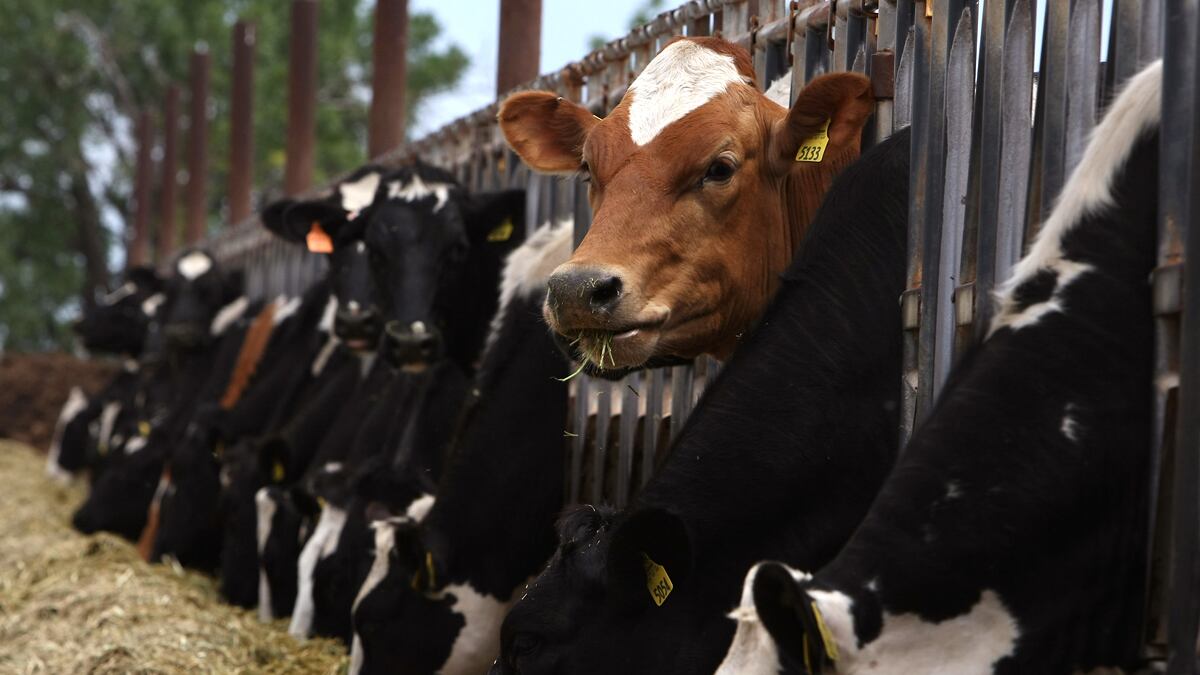 cheats/2012/04/24/mad-cow-reported-in-calif/mad-cow-cheat_nbgqmt