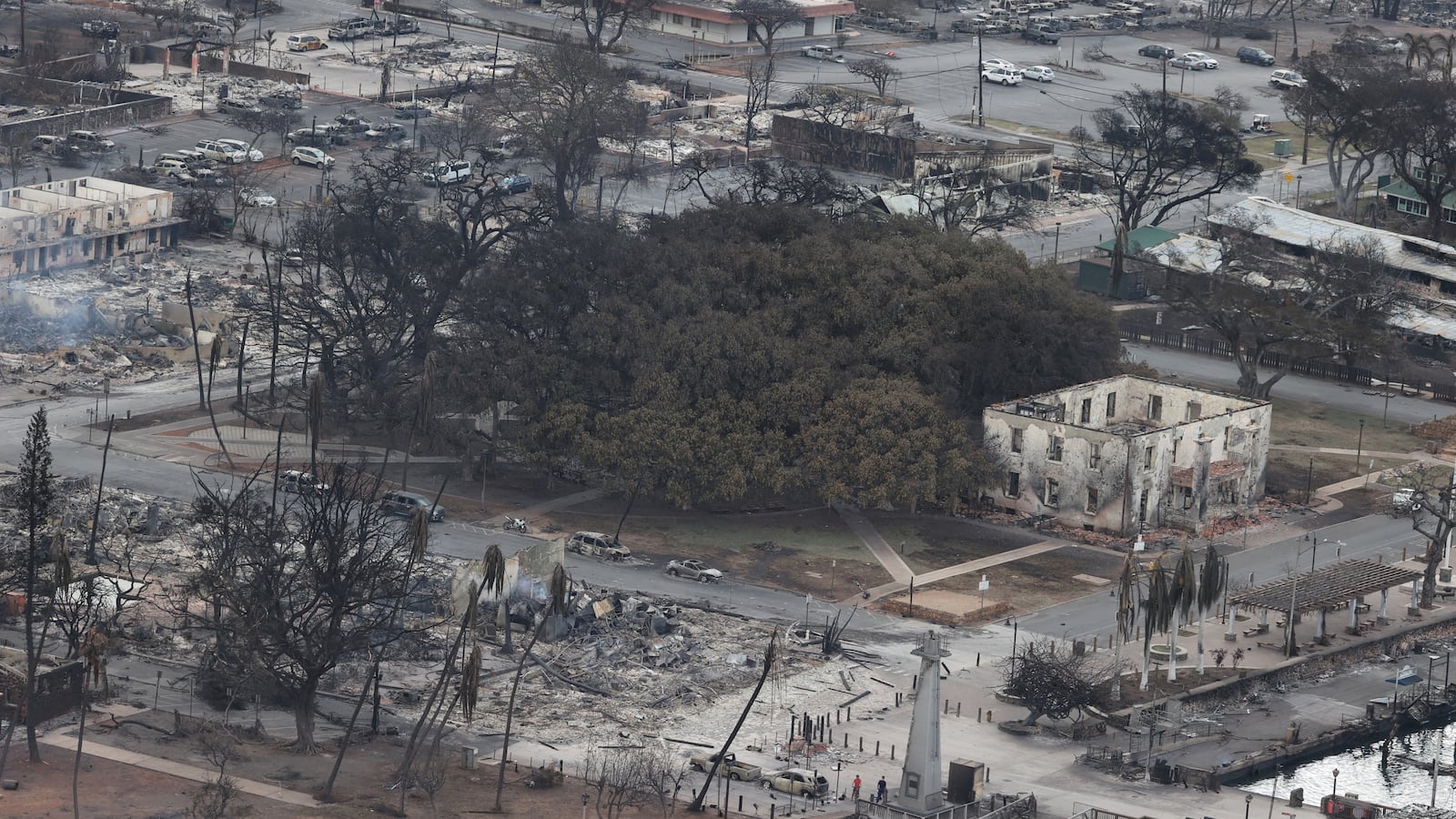 The 150 year old banyan tree is seen in Lahaina after wildfires driven by high winds burned across most of the town