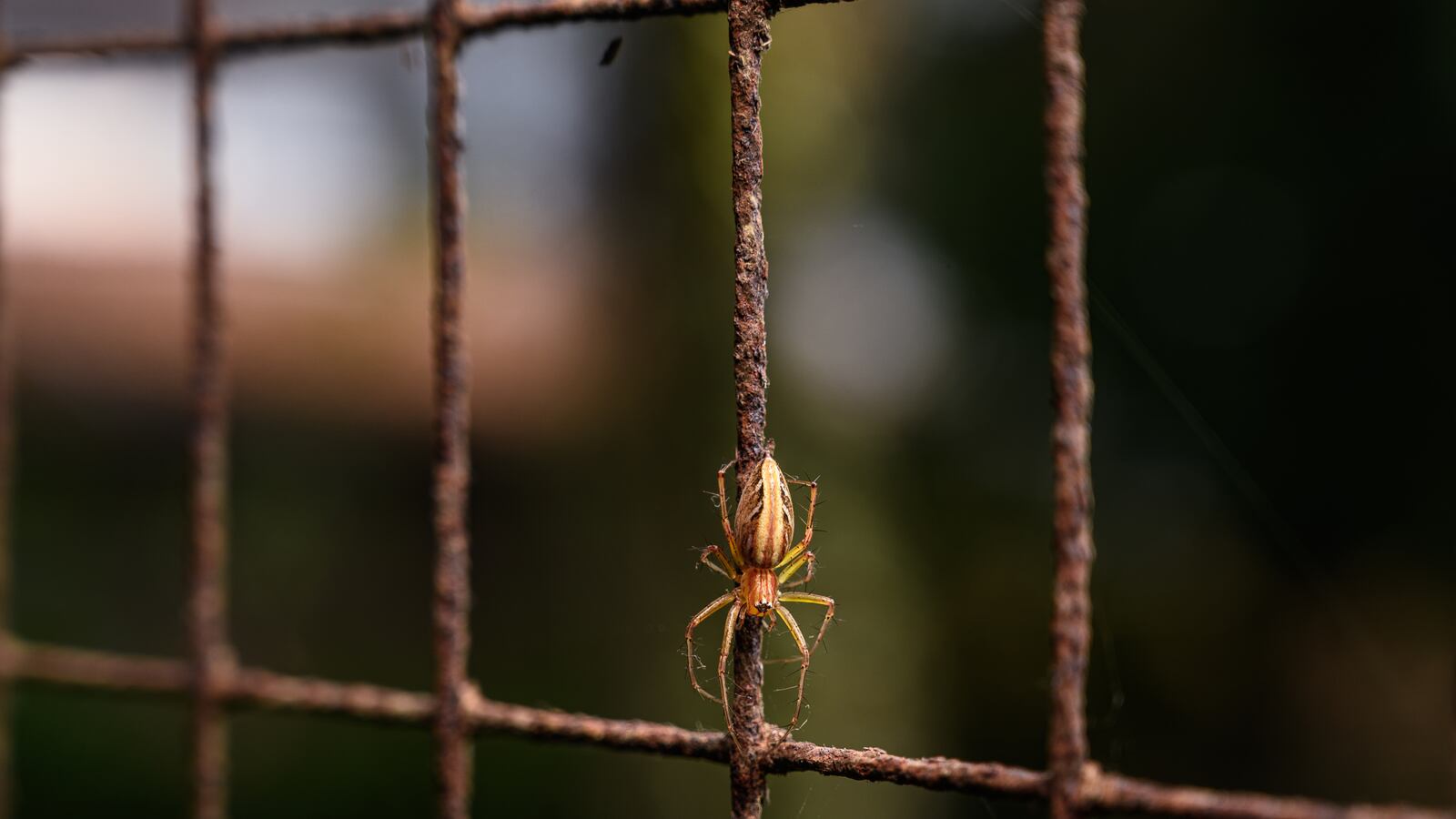 utah_fire_spider_kyttha