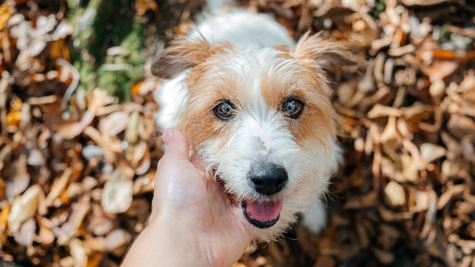The unrecognizable owner caresses his jack russell terrier dog.