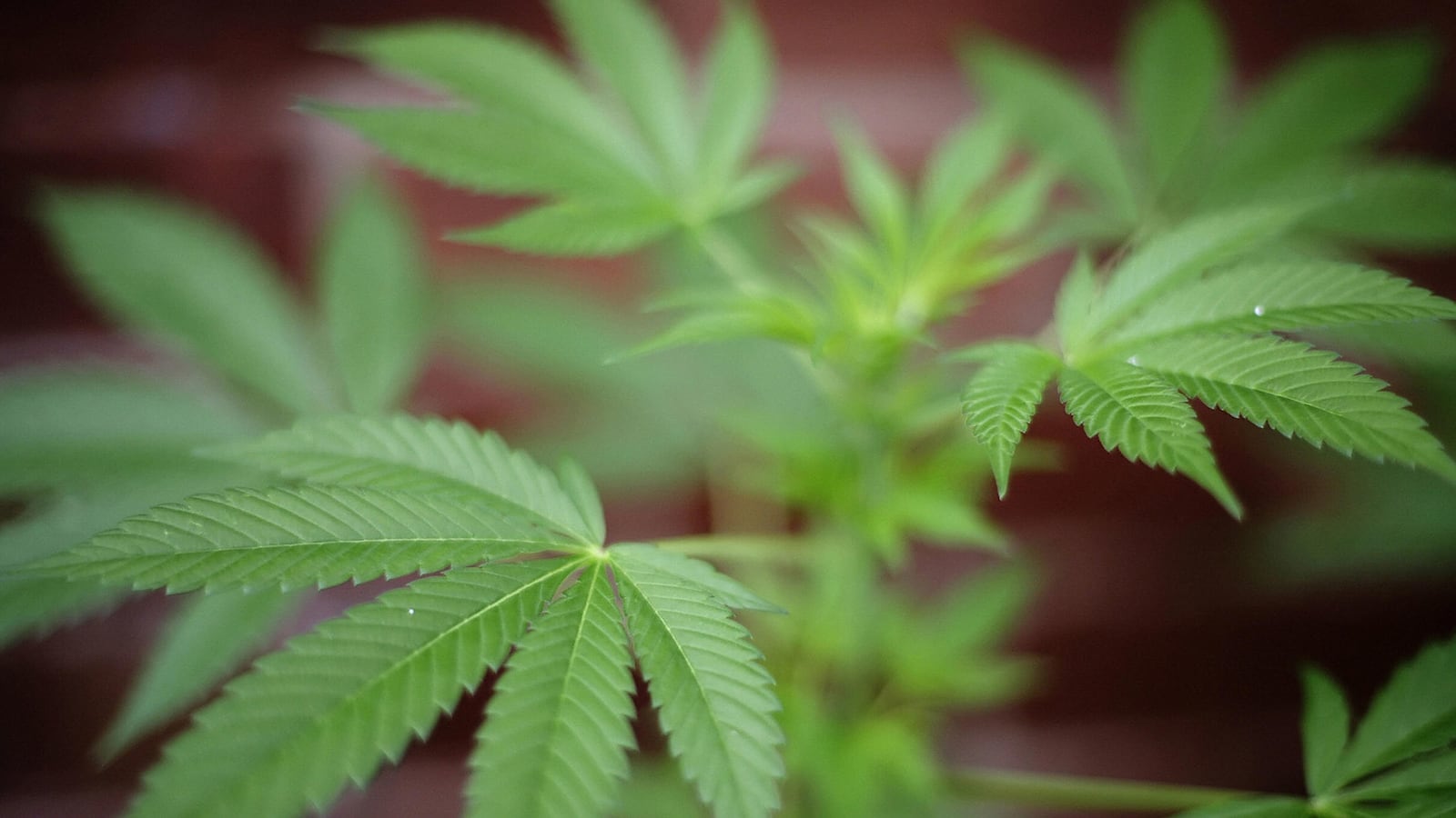 articles/2013/07/03/uk-weeds-out-illegal-cannabis-farms/130703-cannabis-britain-cnbc-tease_bslrwh