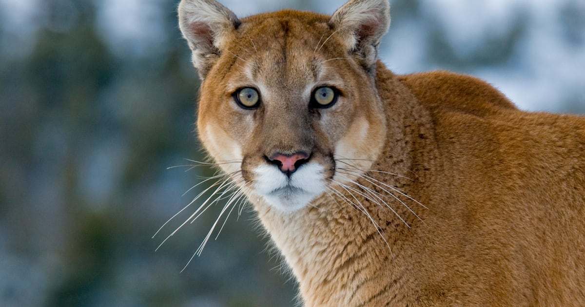 Woman Found Dead in Suspected Mountain Lion Attack on Scenic Hiking Trail