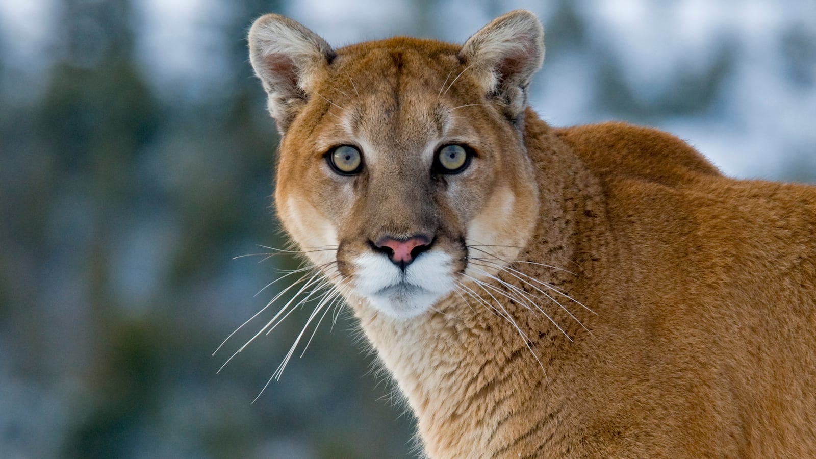 Mountain Lions in the mountains of Montana, United States (Photo by: Dennis Fast / VWPics/Universal Images Group via Getty Images)