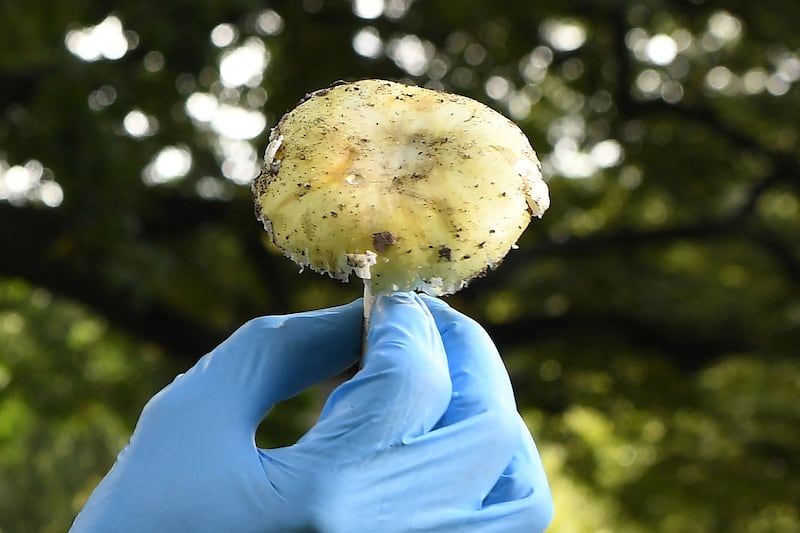 (FILES) A Death Cap mushroom, an extremely toxic mushroom and responsible for 90 percent of all mushroom poisoning deaths, is seen at the Royal Botanic Gardens in Melbourne on March 31, 2021. An Australian woman murdered her husband's parents and aunt by lacing their beef Wellington lunch with toxic mushrooms, a jury found on July 7, 2025 at the climax of a trial watched around the world. Keen home cook Erin Patterson hosted an intimate meal in July 2023 that started with good-natured banter and earnest prayer -- but ended with three guests dead. (Photo by William WEST / AFP) (Photo by WILLIAM WEST/AFP via Getty Images)
