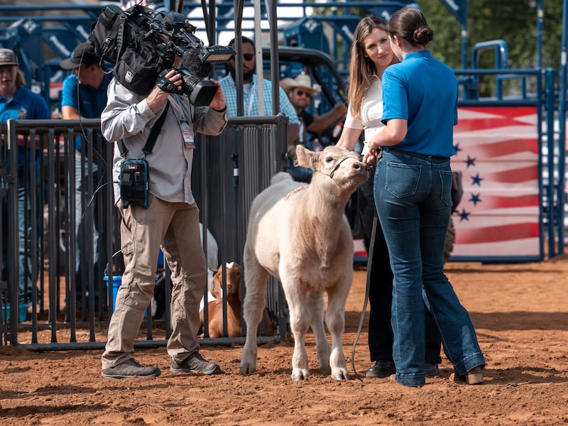 A member of the Future Farmers of American shows off a calf at the Great American State Fair on June 26, 2026 in Washington, DC.