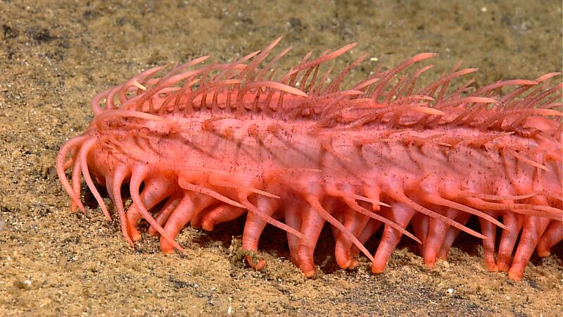 galleries/2010/08/26/cool-underwater-creatures/undewater-creatures-3_lhgwdy