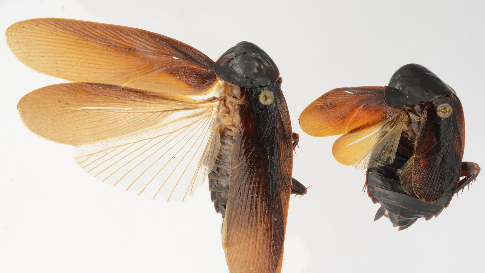 cheats/2013/12/13/new-cockroach-breed-invades-nyc/131212-brand-weird-highline_kqweyv