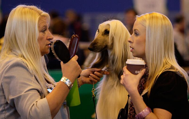 galleries/2009/12/28/the-year-in-pictures/year-in-pictures---dog-show_x7quuv