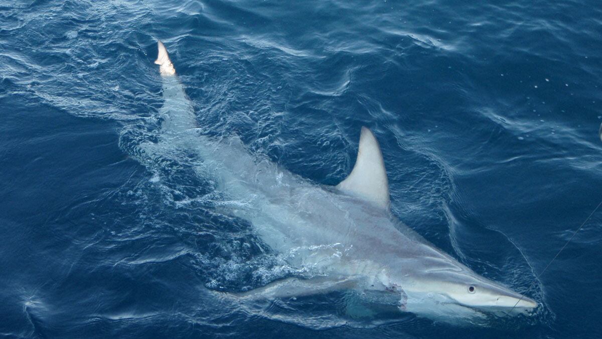 cheats/2012/01/04/hybrid-sharks-discovered/hybrid-shark-discovered-australia-cheat_x7wpuf