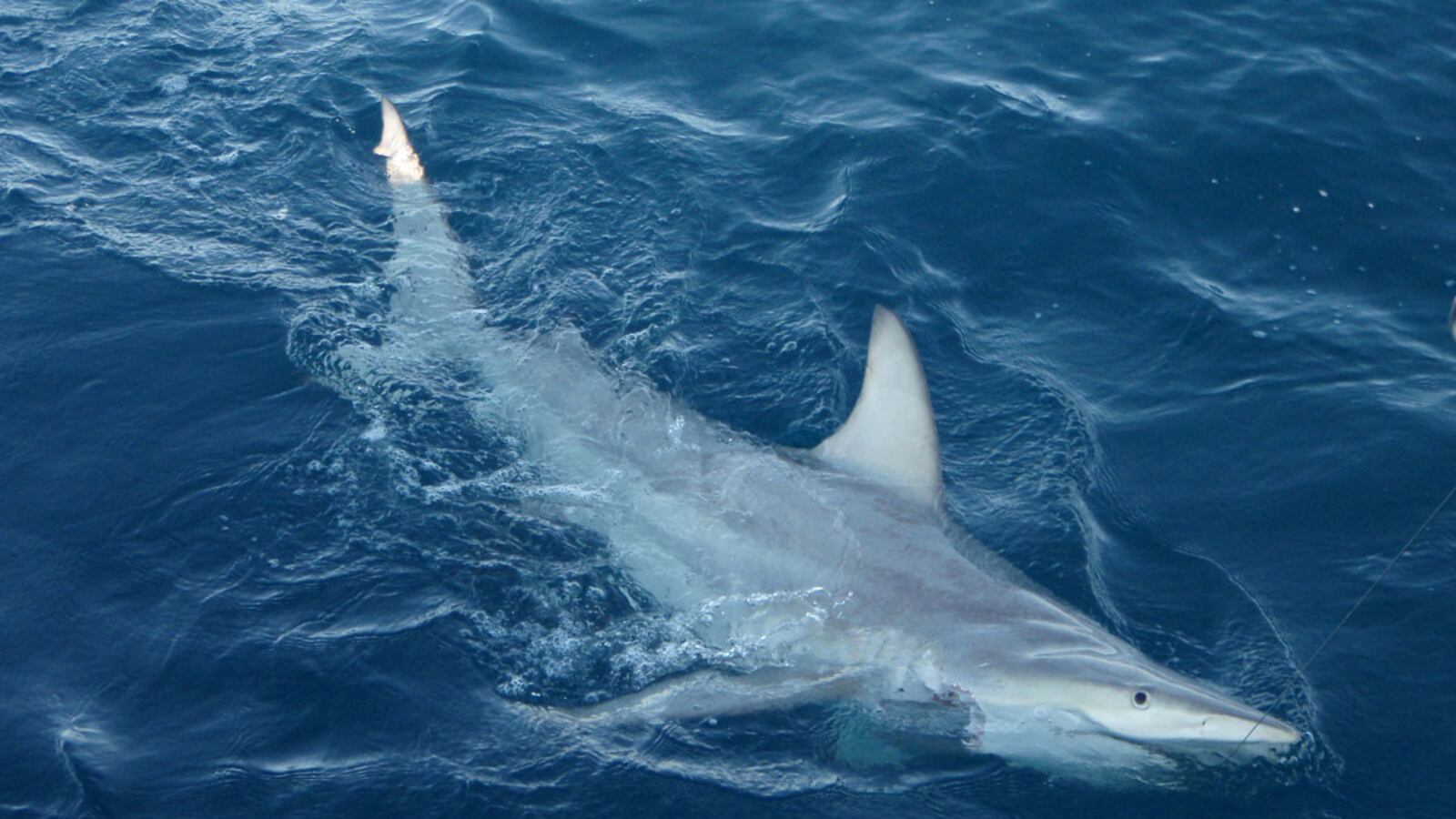 cheats/2012/01/04/hybrid-sharks-discovered/hybrid-shark-discovered-australia-cheat_x7wpuf