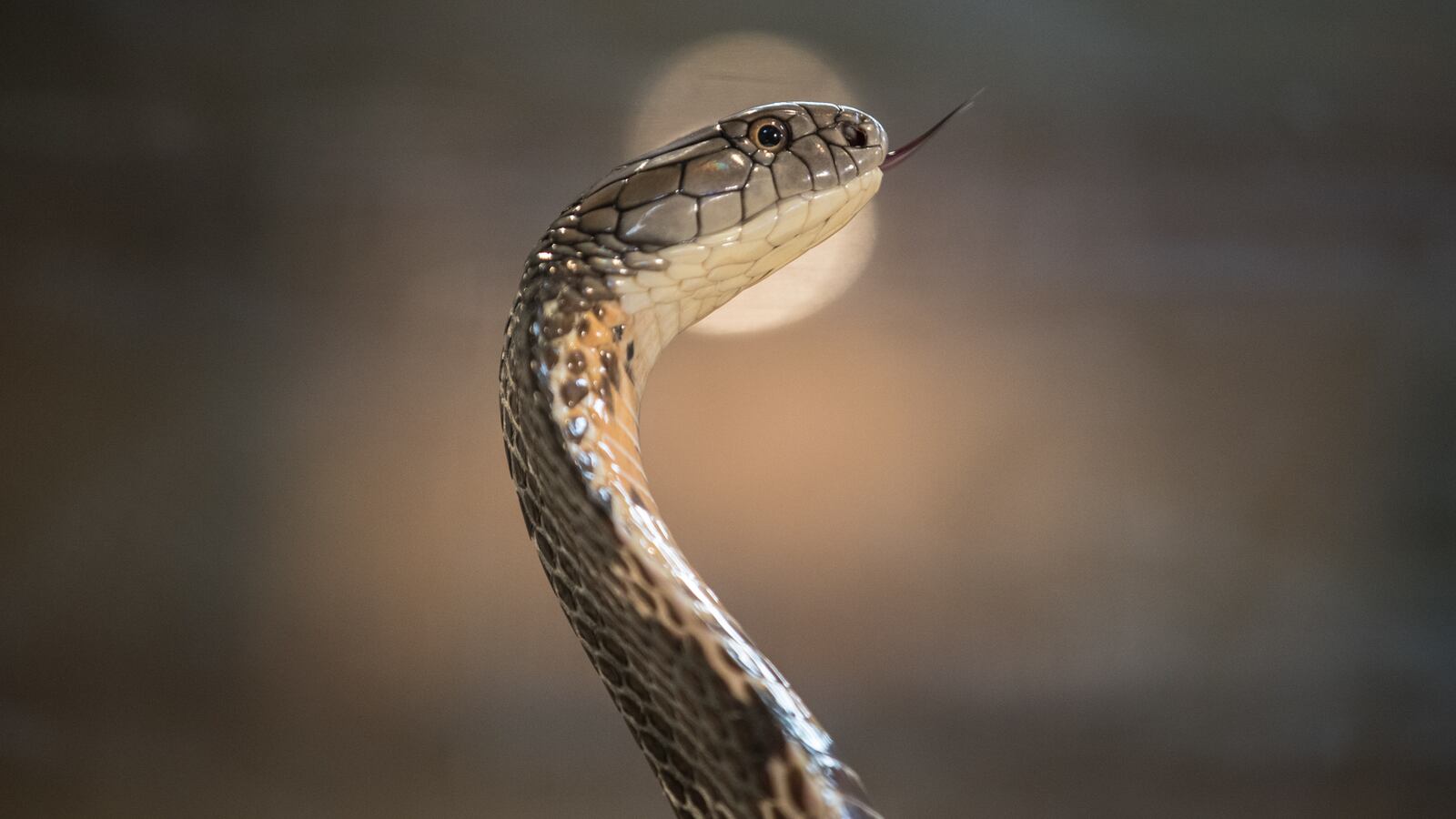 GettyImages-585196586_axp5qc