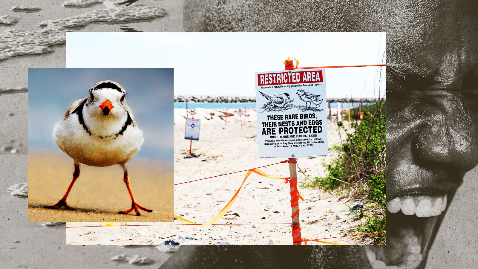 073122-plummer-plovers-hero_wbmrgc