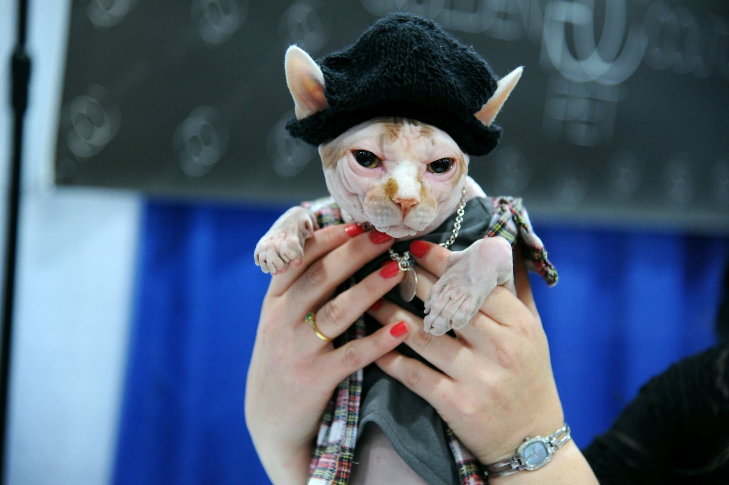 Kitty CATure Fashion Show, An Amazing Dog and Cat Fashion Show ...