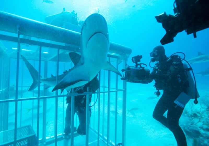 galleries/2010/06/29/shark-week/shark-week---11_zvxnyb