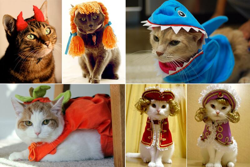 galleries/2011/10/25/cats-in-halloween-costumes-photos/cats-in-costume-tease_e3w5vj