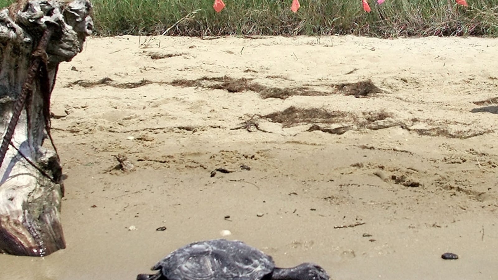 cheats/2011/06/29/turtles-shut-down-jfk-runway/diamondback-terrapins-jfk-cheat_esadzi