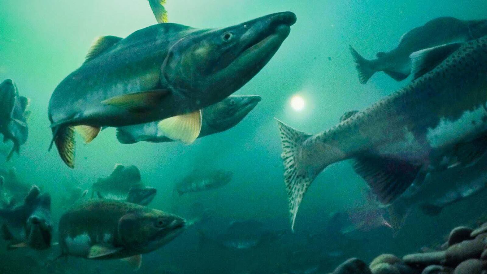 190922-bain-salmon-snorkeling-hero_lebml2