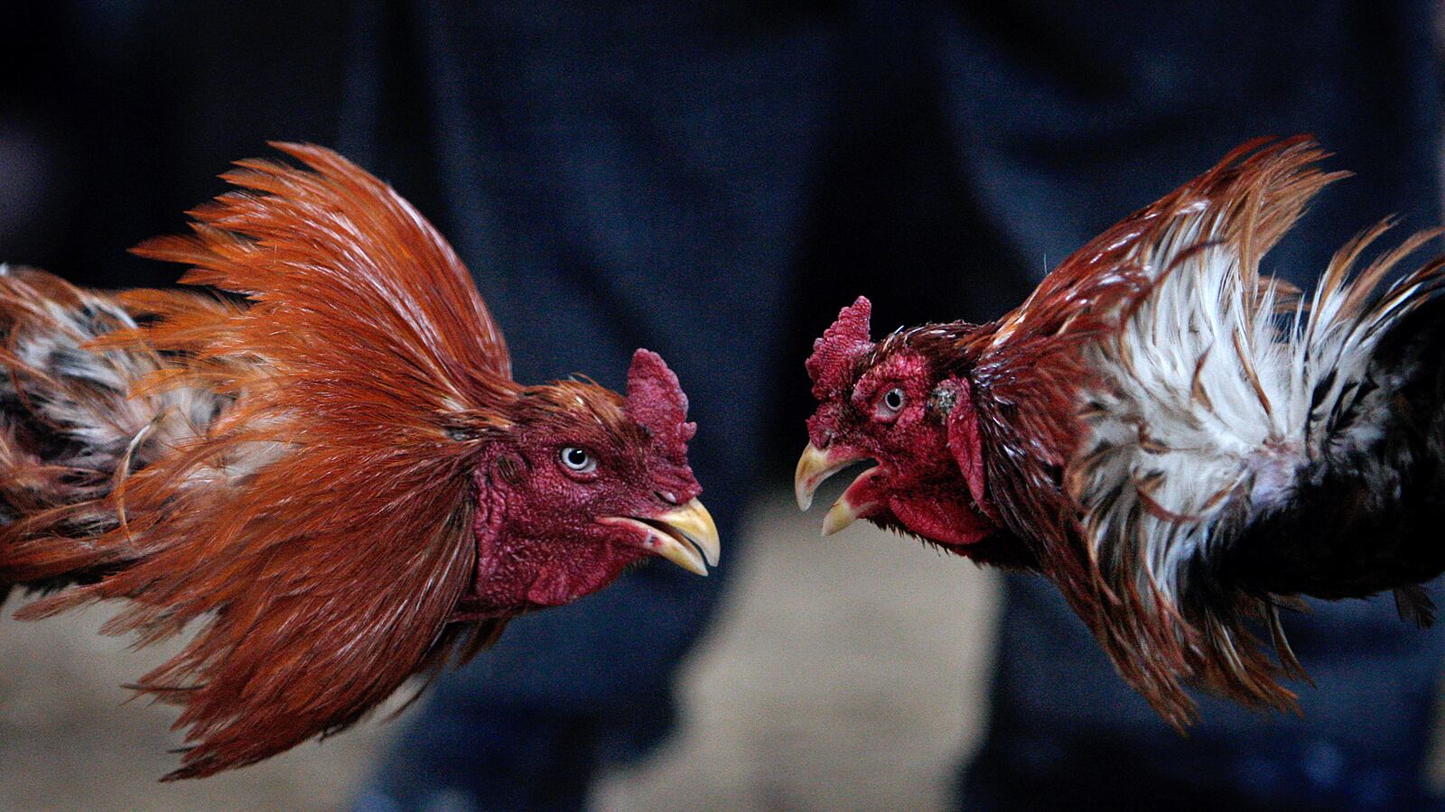 cheats/2013/08/16/romanian-princess-busted-for-cockfighting/130816-cock-fighting-cheat_kbqnbt