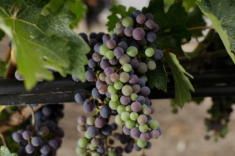 articles/2013/10/09/not-the-story-you-were-expecting-from-lebanon/130929-grapevines-tease_sne7we