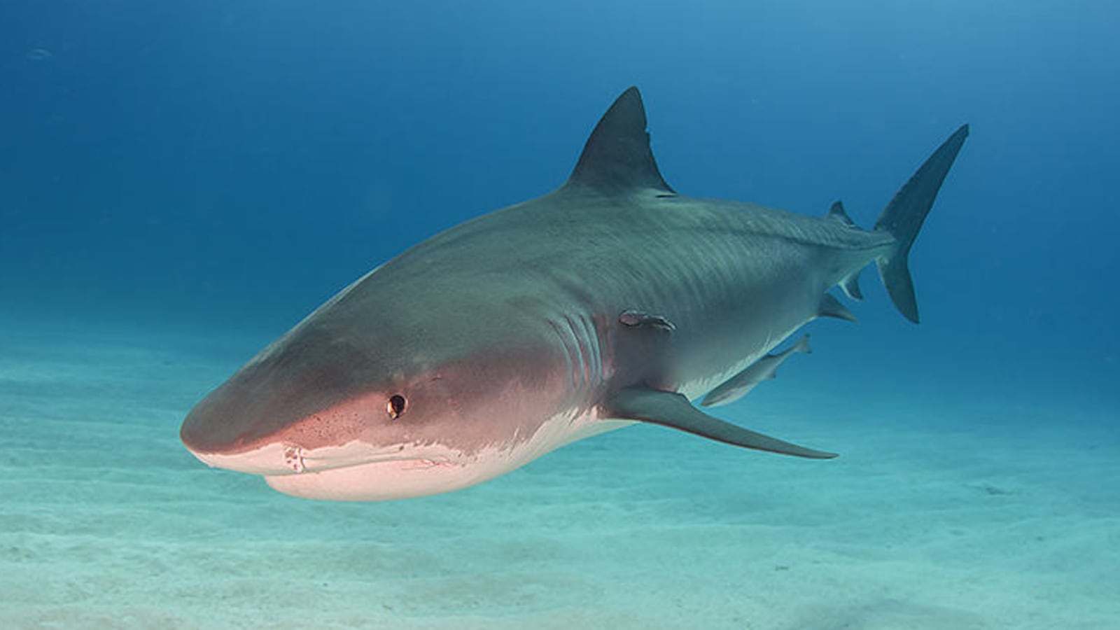 Tiger Shark At Tigerbeach, Bahamas.
