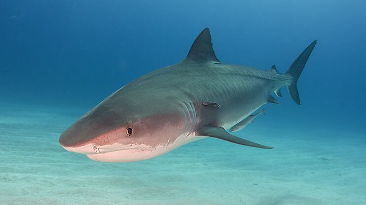 Tiger Shark At Tigerbeach, Bahamas.