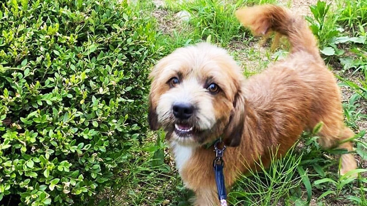 200911-Velez-Cannoli-tease_rv1uwr