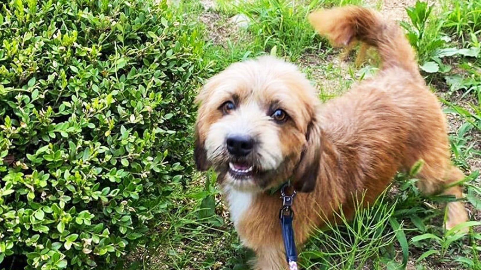 200911-Velez-Cannoli-tease_rv1uwr