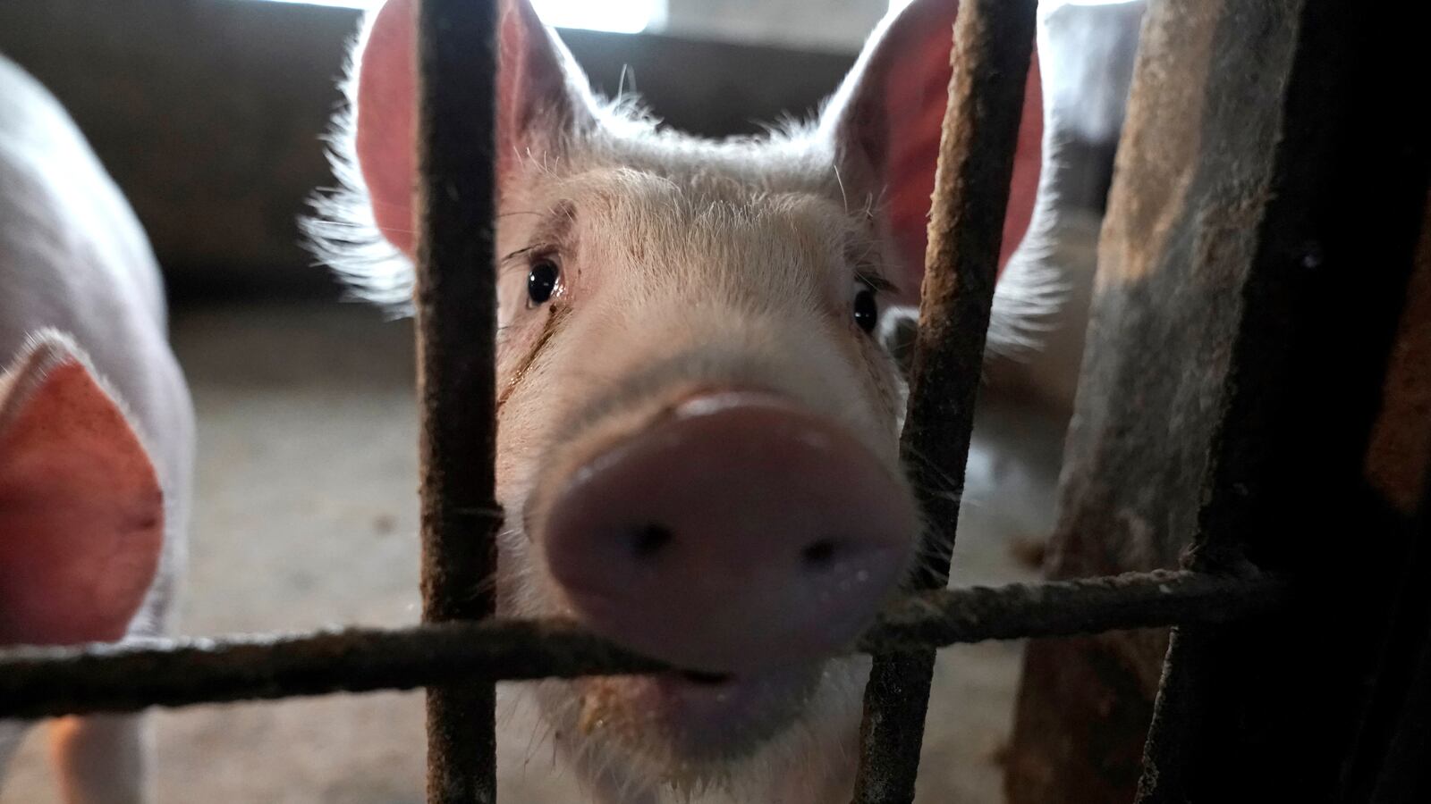 2020-03-05T110312Z_504793105_RC2NDF9ZAIVY_RTRMADP_3_SWINEFEVER-CHINA-EPIDEMIC_nk2nlg