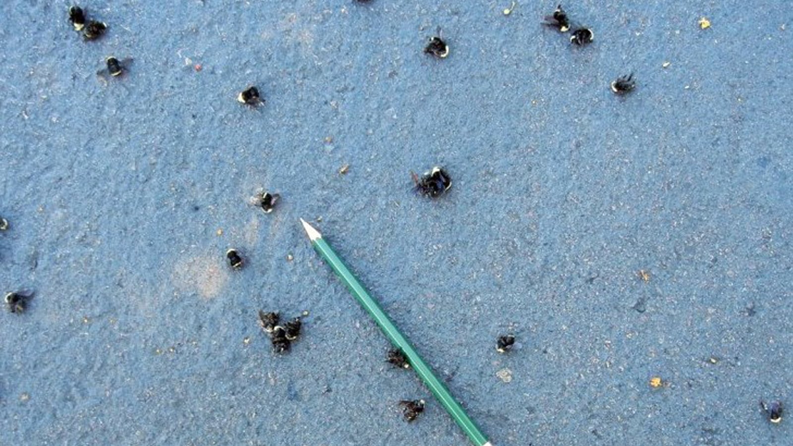 cheats/2013/06/21/thousands-of-bees-dead-in-oregon-lot/130621-bees-cheat_n4atve