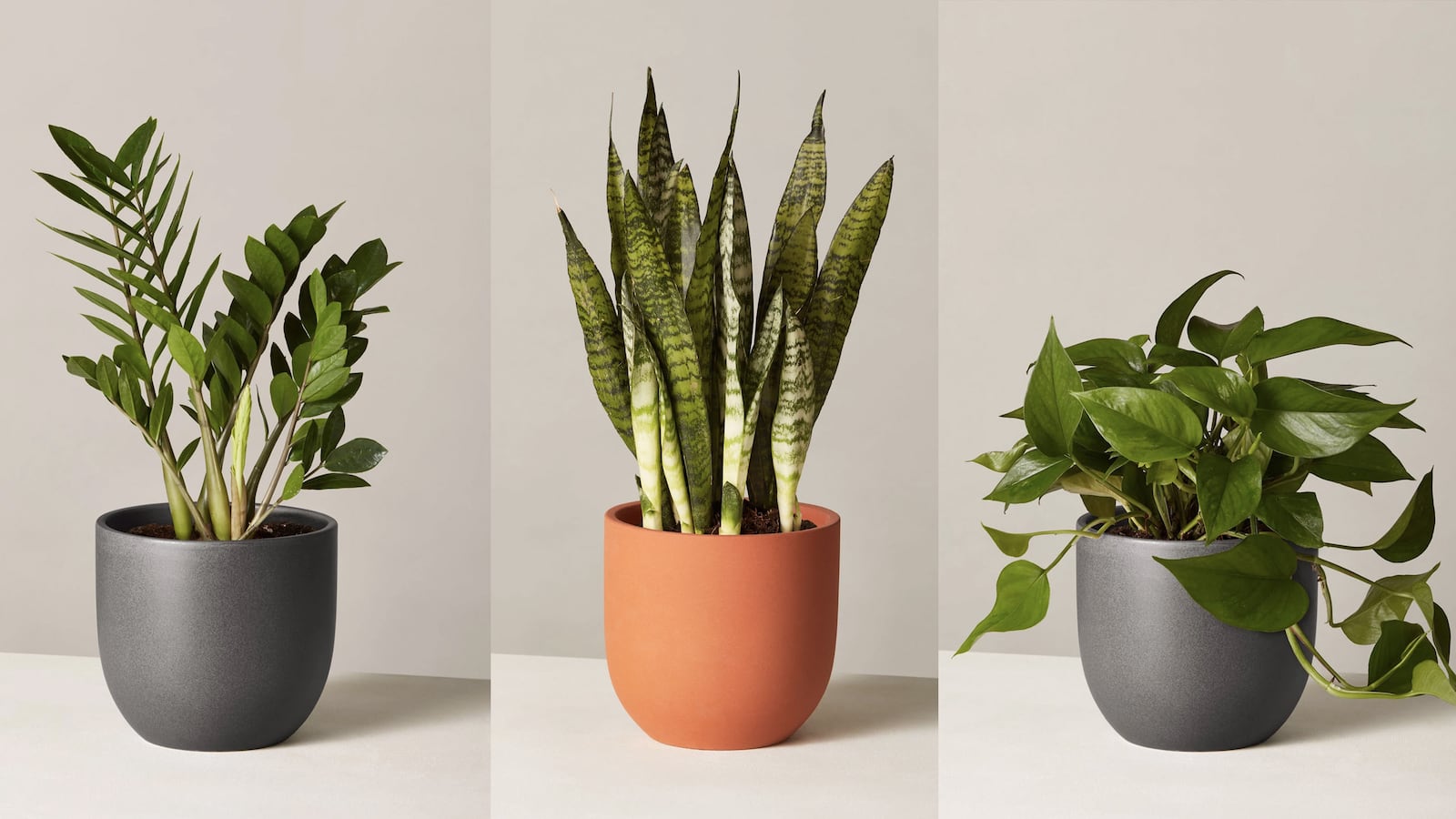 nationalplantday_xrdmmk