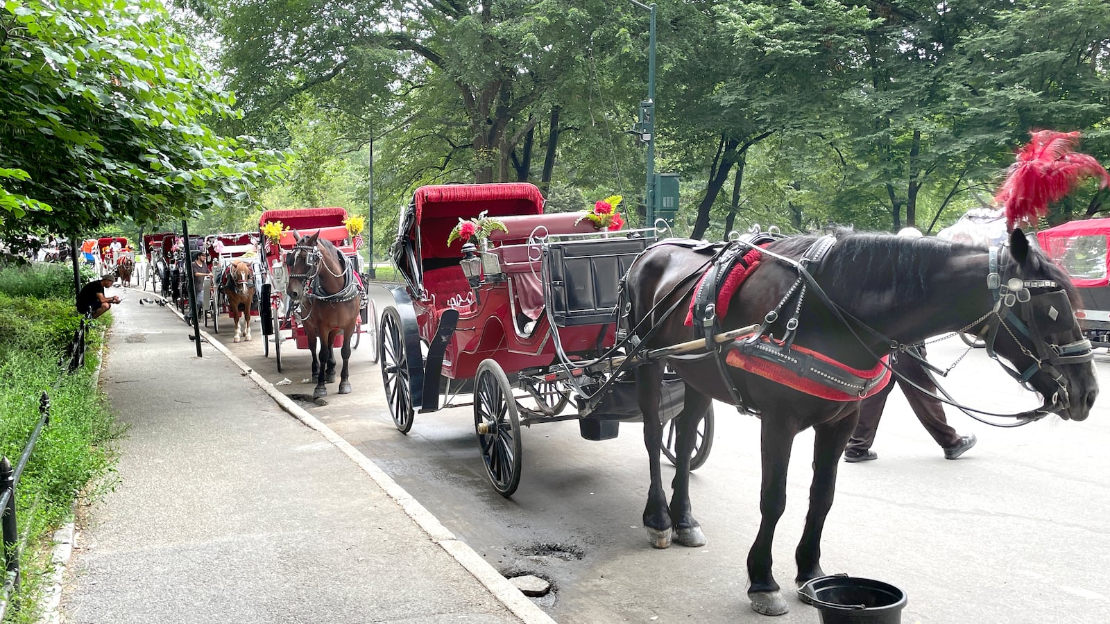 Carriage horses line one of the entrances to Central Park as drivers try to persuade tourists to take a horse-drawn carriage ride around the park. Controversy surrounds the treatment of the horses, especially during extremely hot days. Animal activists, concerned about the horses' welfare, are advocating to end horse-drawn carriage rides. (Photo by: Deb Cohn-Orbach/UCG/Universal Images Group via Getty Images)