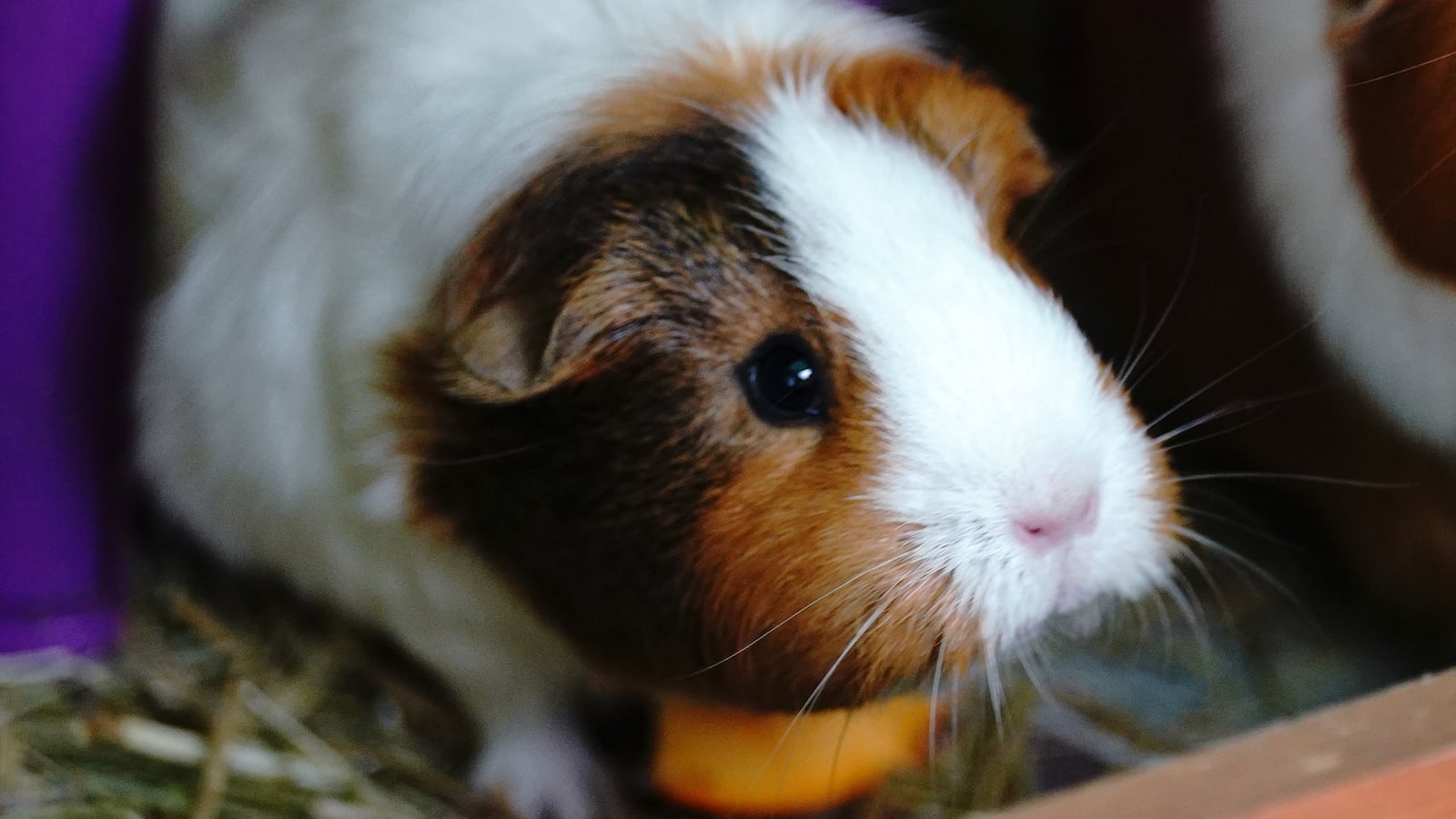 Guinea pig