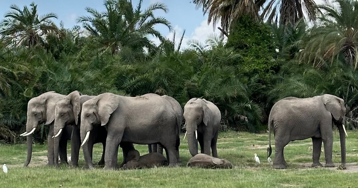 15 Elephants Die in Suspected Cyanide Poisoning