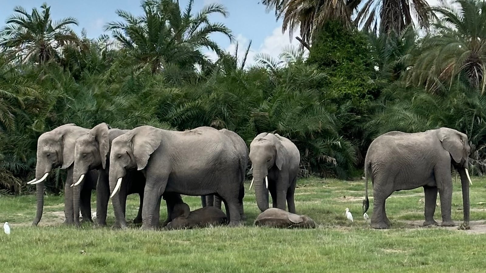 elephants