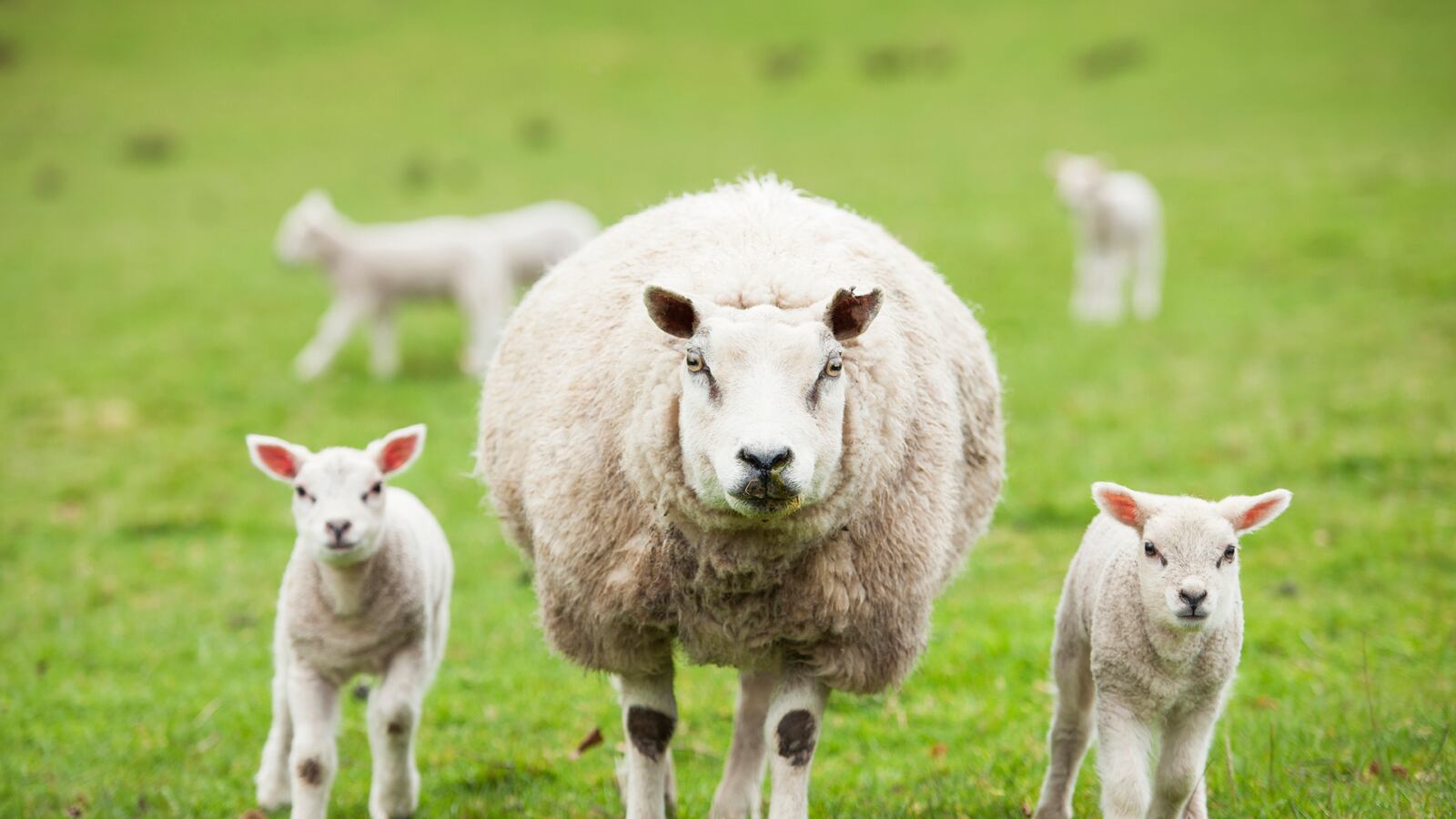 articles/2016/05/26/will-stoned-sheep-go-on-a-psychotic-rampage-in-sleepy-welsh-village/160526-sykes-sheep-tease_ay2mos