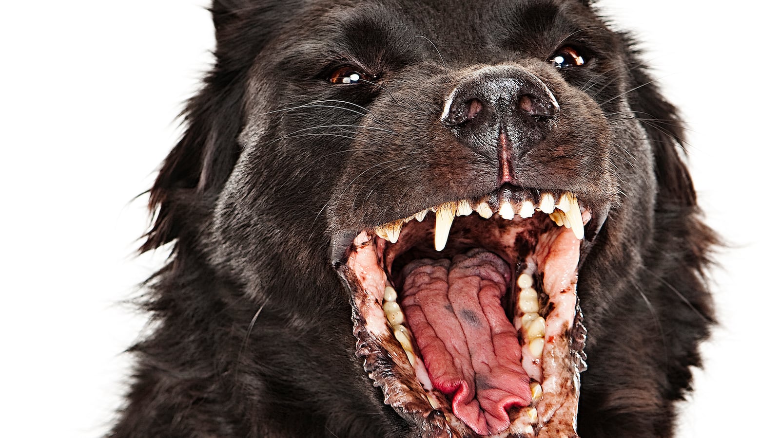 articles/2014/05/19/anton-purisima-files-the-largest-lawsuit-ever-over-a-rabid-dog-and-it-could-bankrupt-the-world/140719-teeman-lawsuit-tease_llidjr