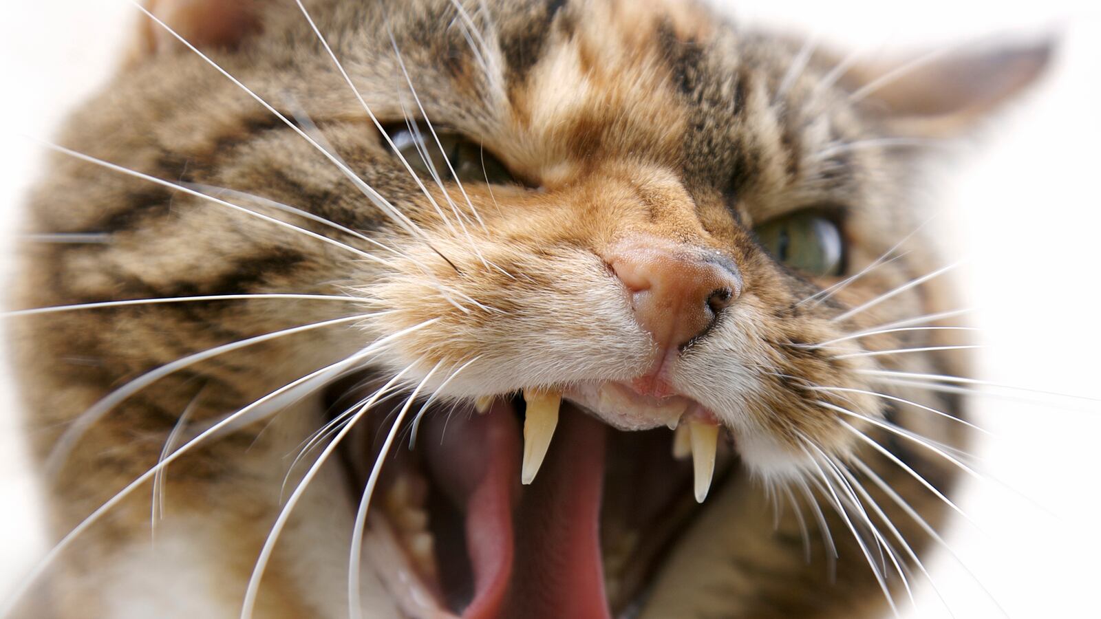 articles/2015/11/04/cat-owners-let-my-cat-adorably-kill-me-and-feast-upon-my-flesh/151104-weill-cats-kill-tease_lr9iv7