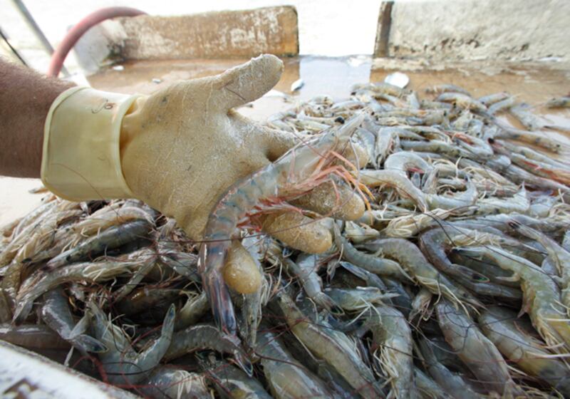 galleries/2010/10/02/google-blacklist/google-blacklist---shrimping_jeo2kx