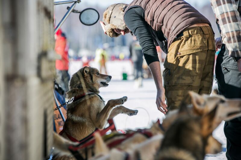 galleries/2014/03/06/gather-the-dogs-it-s-time-to-mush-iditarod-in-full-swing-photos/140306-iditarod-race9_uwxzzq