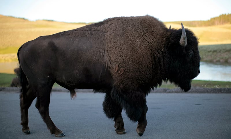 A bison walks in Yellowstone National Park, Wyoming August 10, 2011.