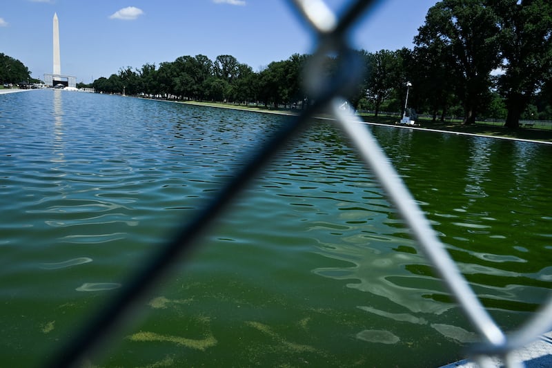 Algae floats in the water at the Lincoln Memorial Reflecting Pool in Washington, D.C., U.S., June 29, 2026.