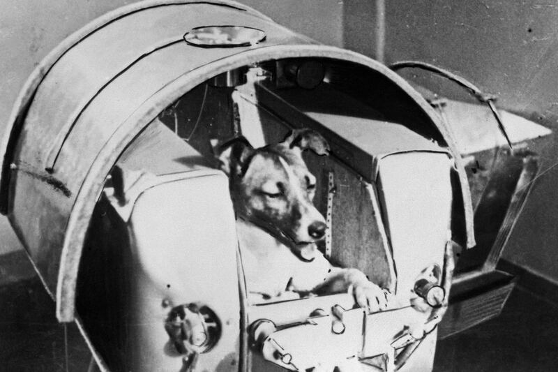 galleries/2014/02/10/the-cruelest-species-of-all-humans-wronging-animals/140210-animals-space-dog-tease_cu6vpz