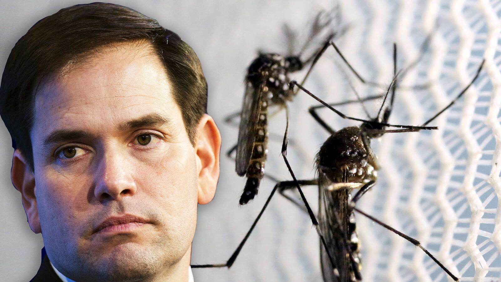 articles/2016/08/08/pro-life-groups-back-marco-rubio-no-abortions-for-zika-infected-women/160808-allen-rubio-zika-abortion-tease_ymvaed