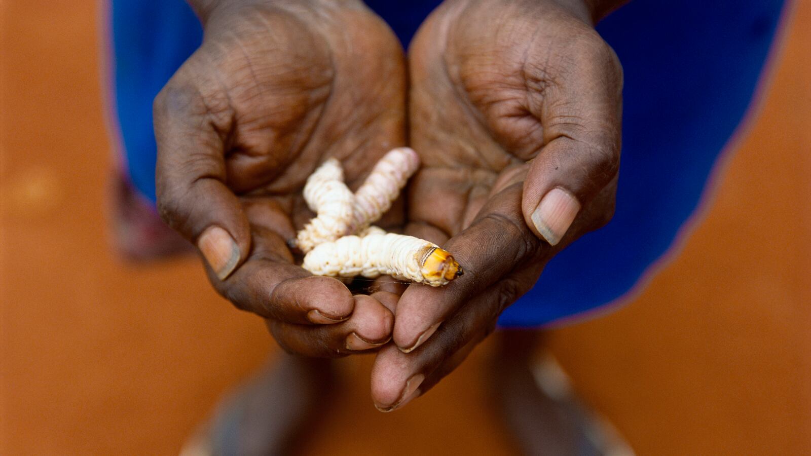 galleries/2014/11/08/the-most-extreme-food-dishes-around-the-world-photos/141105-extreme-eating-08_cdhluc