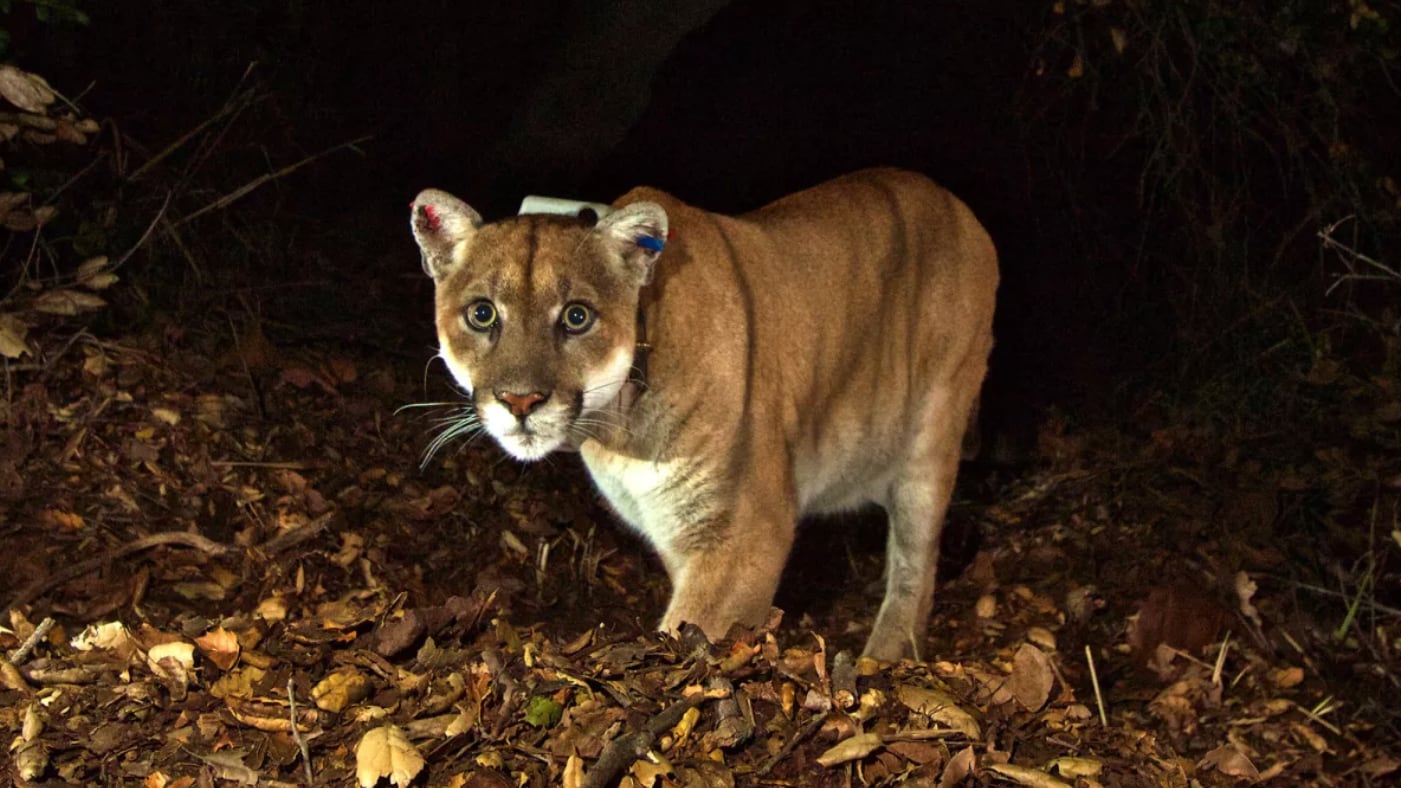 Screen_Shot_2022-11-19_at_6.31.07_PM_mwq20u