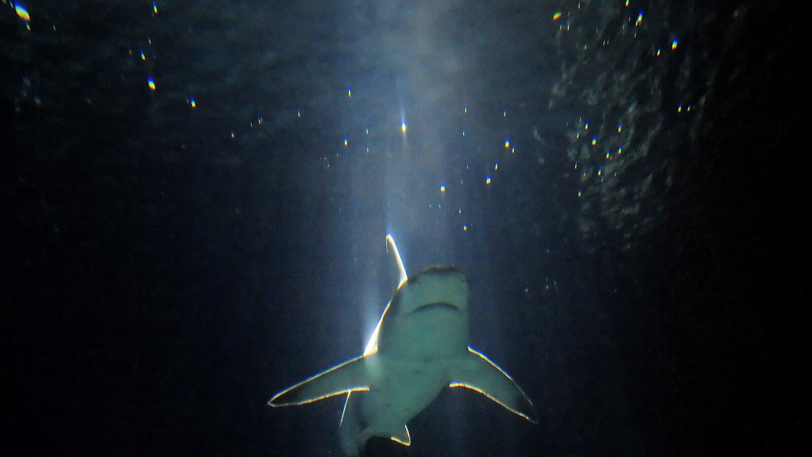 cheats/2012/04/28/pacific-reef-sharks-in-rapid-decline/shark-reef-population-cheat_lgwvzv