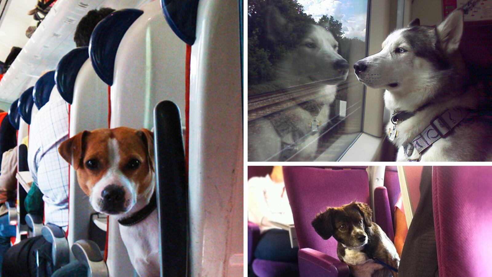 galleries/2013/08/23/dogs-on-trains-photos/130822-dogs-on-trains-tease_fkqm6c